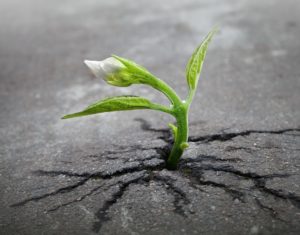 生かされているなんて嫌い?人は生きている訳でも生かされている訳でもない