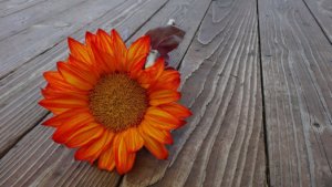 ありがとうには絶大な効果がある。だから、感謝はしっかり伝えよう。