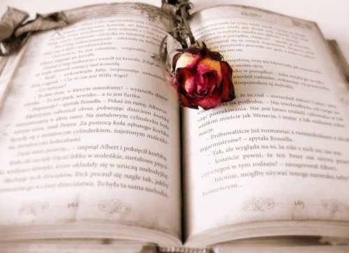 読んで楽しめる、飾って楽しめる洋書。本だってインテリア。飾読のすすめ。