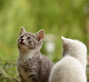 手軽に元気ややる気、希望を高めて不安を減らしたいなら〇〇動画をみよう!