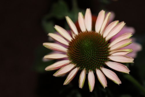 ネット婚活で怖い目に合わないよう相手のプロフィール写真からやばい奴を推測するといいかも