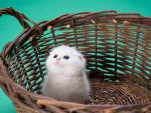 ハローキティは猫でなくその正体は「人」。だから猫を飼っている。