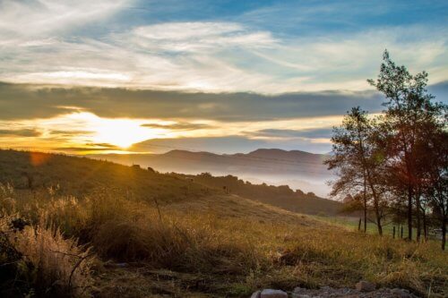 明日葉青汁ってどんな感じ？含まれる栄養素、効果、味について調べてみた。