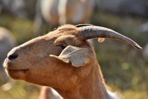 寝てないアピールをしてくる人はバカで無能でクズなのか?真実は?