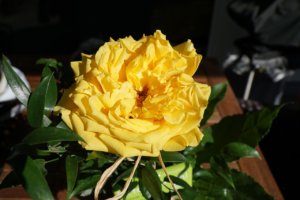 他人への嫉妬はどうして起こるんだろうか?カギは自己評価維持モデル。
