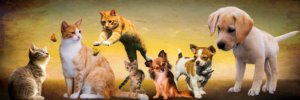 ペットは心の支えになる「コロナで自粛ムードが続く今こそ飼うのもあり?」