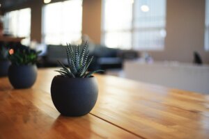 一人暮らしの人は観葉植物を部屋に置いてみよう「メンタル安定」