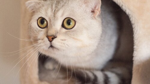 ペット(動物)を飼うのが向いている人と向いていない人ってどんな人?