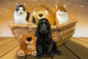 犬派と猫派の人では性格が違う。多分モテるのは犬派の人達