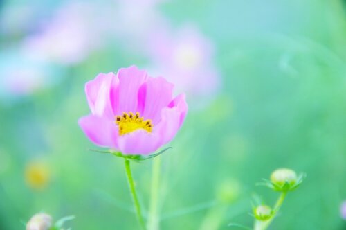 綺麗な心の人は生きづらい?性格がいい人ってどんな人?「いい性格も綺麗な心もない」