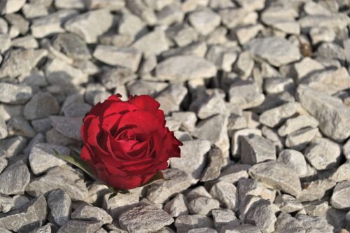 正直、恋愛体質でいい恋愛ができるとは思えない「恋愛は人生のおまけ」