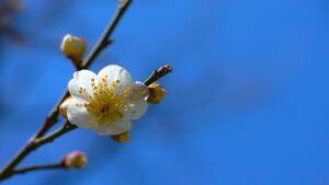 育ちがいいって一体どういう事なんだろうか?ちょっと考えて見たい