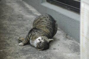 女性でも男性でも「愛嬌」が大事。愛嬌は人生を快適に生きるための最強武器!