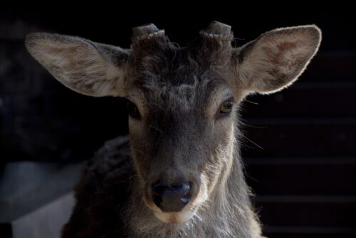 「概念的自殺」常に自分と概念とのつながりを断ち切り続けよう￼