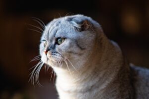 「これから猫飼いたい人必見」飼いやすい猫にはどんな猫がいる?